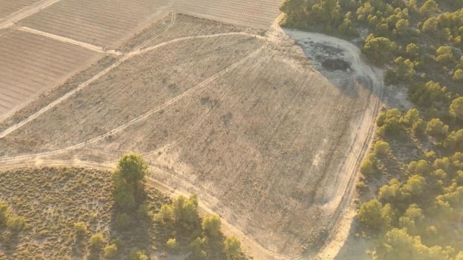 La parcela antes de mover tierra, con los restos del monte bajo, los pinos alrededor y la viña lindando por un lateral
